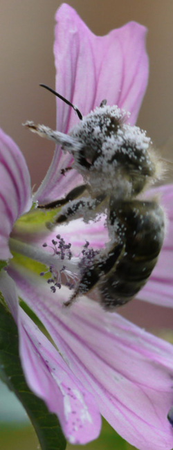 Bild Quelle: Erhard Härtl,. Biene voller Blütenstaub
